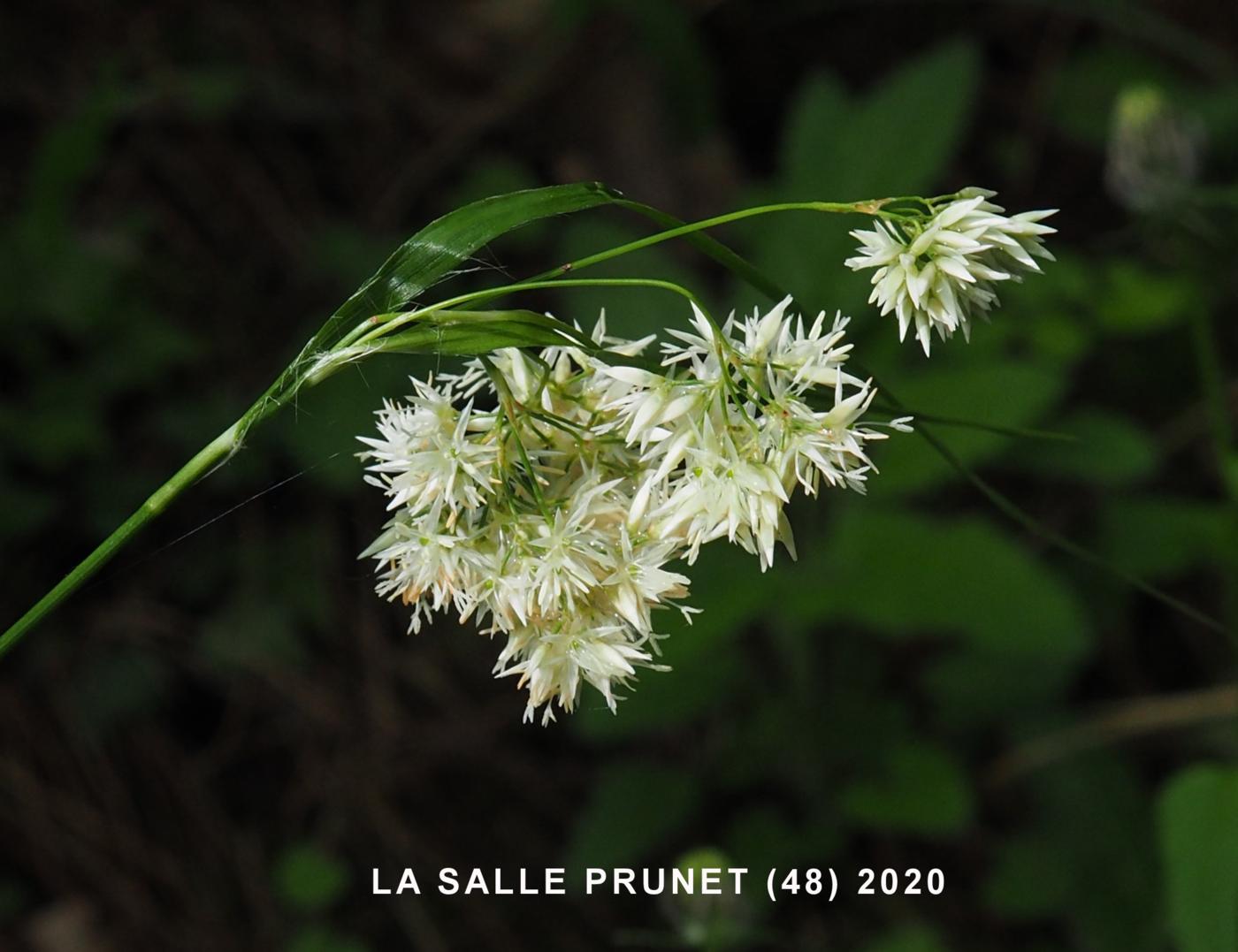 Woodrush, Snowy flower